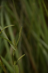 Hackelochloa granularis