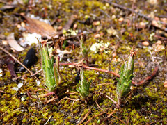Podotheca angustifolia