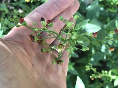 Scrophularia parviflora