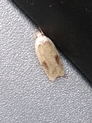 Agonopterix nervosa