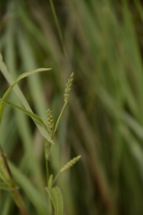 Hackelochloa granularis