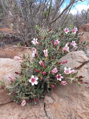 Pachypodium bispinosum
