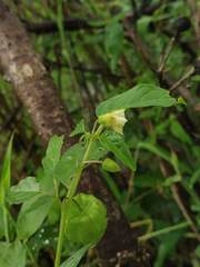 Physalis minima