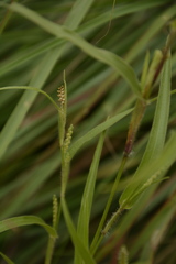 Hackelochloa granularis