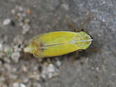 Diplocolenus