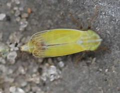 Diplocolenus