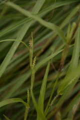 Hackelochloa granularis