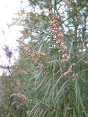 Artemisia umbrosa