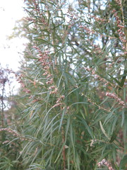 Artemisia umbrosa