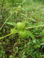 Physalis minima