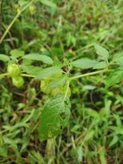 Physalis minima