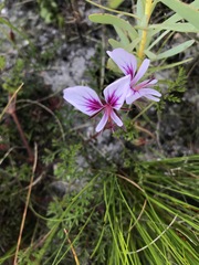 Pelargonium longicaule