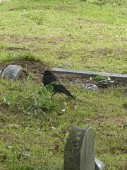 Corvus corone corone