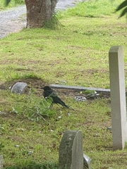 Corvus corone corone