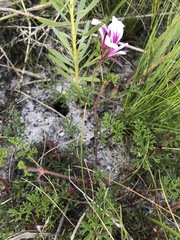 Pelargonium longicaule