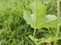Heracleum sphondylium sphondylium