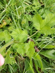 Heracleum sphondylium sphondylium