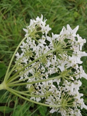 Heracleum sphondylium sphondylium