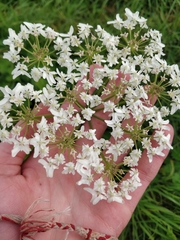 Heracleum sphondylium sphondylium