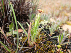 Podotheca angustifolia