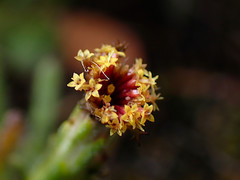 Podotheca angustifolia