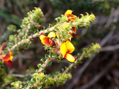 Pultenaea densifolia