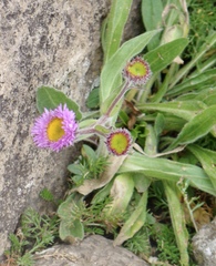 Erigeron caucasicus