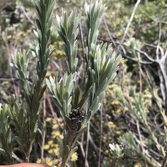 Leucadendron verticillatum