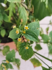 Galinsoga parviflora