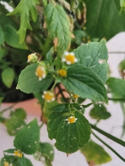 Galinsoga parviflora