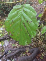 Alnus glutinosa