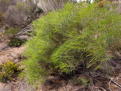 Acacia euthycarpa