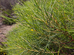 Acacia euthycarpa