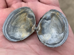 Macoma