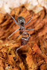 Iridomyrmex rufoniger