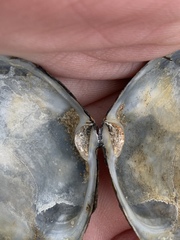 Macoma