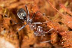 Iridomyrmex rufoniger