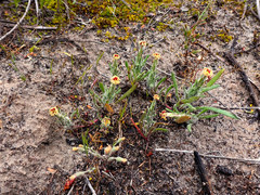 Podotheca angustifolia