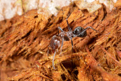 Iridomyrmex rufoniger