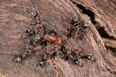 Iridomyrmex rufoniger