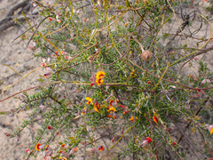 Dillwynia uncinata
