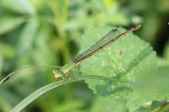 Ceriagrion indochinense