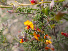 Dillwynia uncinata