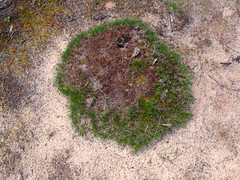 Schoenus breviculmis