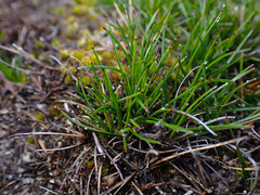 Schoenus breviculmis