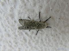 Polyphagozerra coffeae