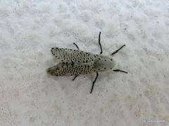 Polyphagozerra coffeae