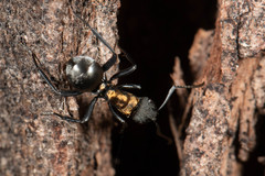 Polyrhachis ornata