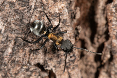 Polyrhachis ornata