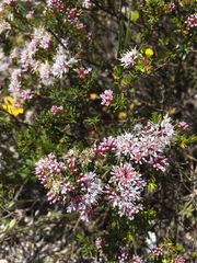 Agathosma serpyllacea